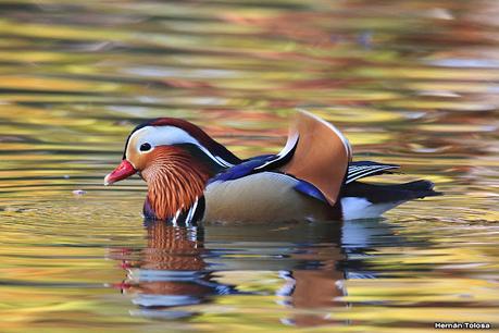 Observando aves en el lago Regatas