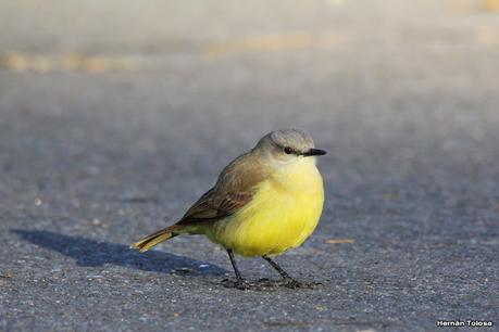 Observando aves en el lago Regatas