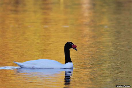 Observando aves en el lago Regatas