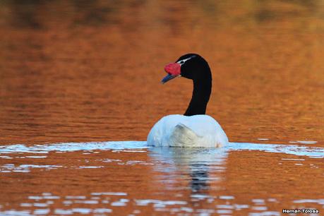 Observando aves en el lago Regatas