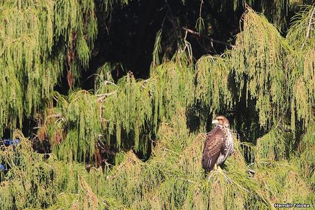Observando aves en el lago Regatas