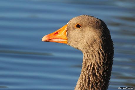 Observando aves en el lago Regatas