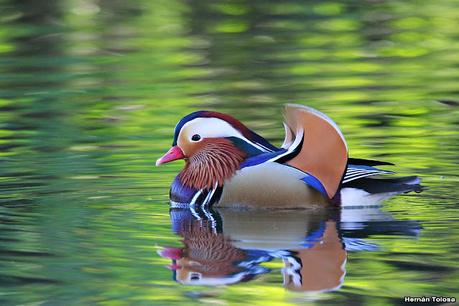 Observando aves en el lago Regatas