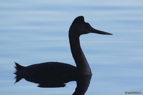 Observando aves en el lago Regatas