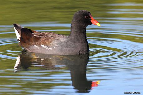 Observando aves en el lago Regatas