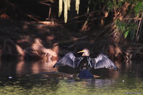 Observando aves en el lago Regatas