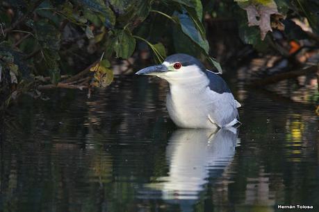 Observando aves en el lago Regatas