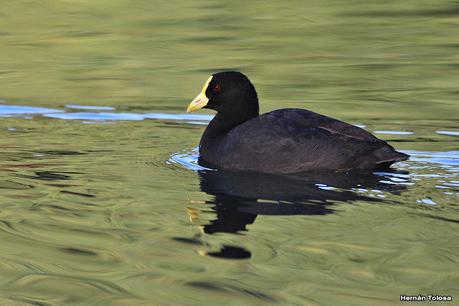 Observando aves en el lago Regatas
