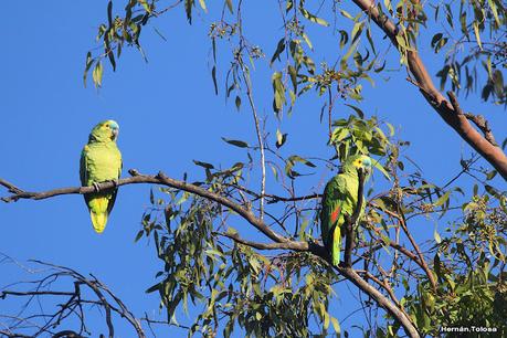 Observando aves en el lago Regatas