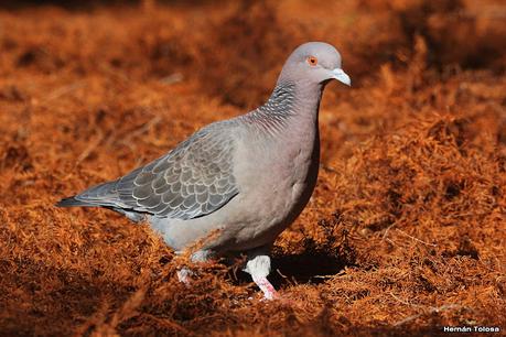 Observando aves en el lago Regatas