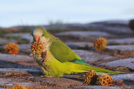 Observando aves en el lago Regatas