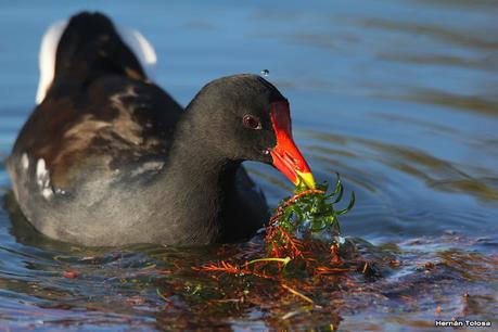 Observando aves en el lago Regatas