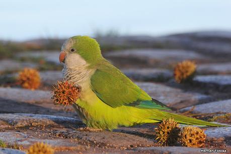 Observando aves en el lago Regatas