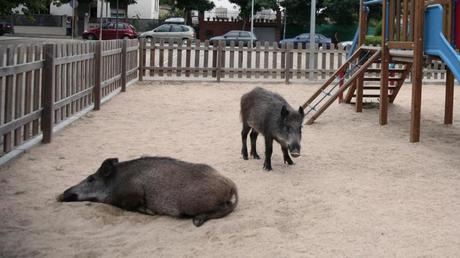 Se incrementa la presencia de jabalíes en el AMB ¿cazarlos o esterilizarlos? Se incrementa la presencia de jabalíes en el AMB ¿cazarlos o esterilizarlos?