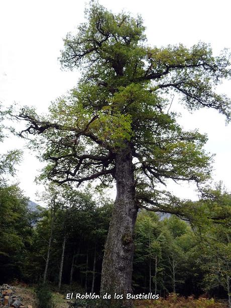 Les Bedules-Picu del Antiguu (Colláu Zorru)-Cazoli
