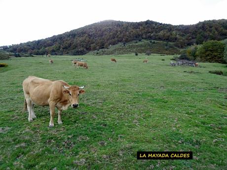 Les Bedules-Picu del Antiguu (Colláu Zorru)-Cazoli