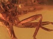 Christelenkidae: especie mosca extinta conservada ámbar