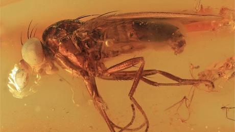 Christelenkidae: Una especie de mosca extinta conservada en ámbar