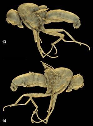 Christelenkidae: Una especie de mosca extinta conservada en ámbar