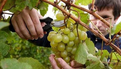 Viticultura experimental, los vinos de mi otra tierra