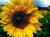 Colección beach, "girasol"