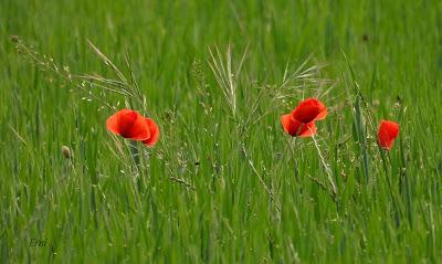 NORTE DE BURGOS (17/06/2023)