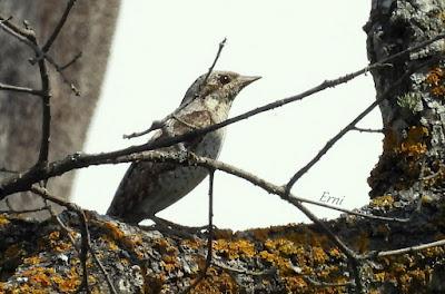 NORTE DE BURGOS (17/06/2023)
