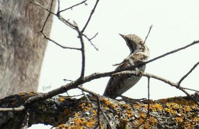NORTE DE BURGOS (17/06/2023)