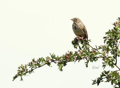 NORTE DE BURGOS (17/06/2023)