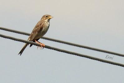 NORTE DE BURGOS (17/06/2023)