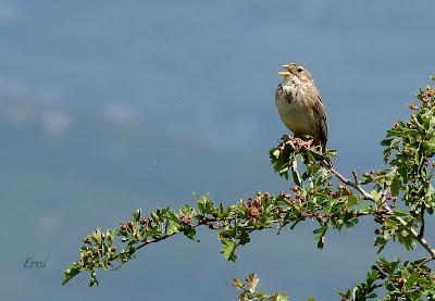 NORTE DE BURGOS (17/06/2023)
