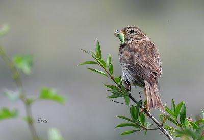 NORTE DE BURGOS (17/06/2023)