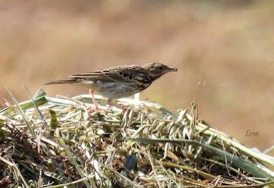 NORTE DE BURGOS (17/06/2023)