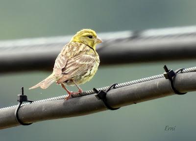NORTE DE BURGOS (17/06/2023)
