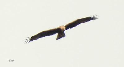 NORTE DE BURGOS (17/06/2023)