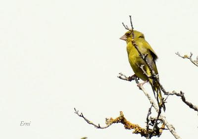 NORTE DE BURGOS (17/06/2023)