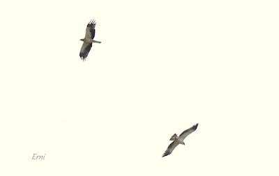 NORTE DE BURGOS (17/06/2023)