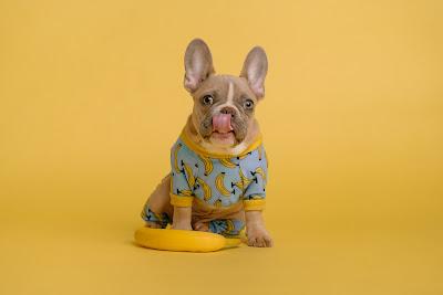 Cachorro con un pijama con estampado de plátanos, con un plátano entre las patitas y relamiéndose