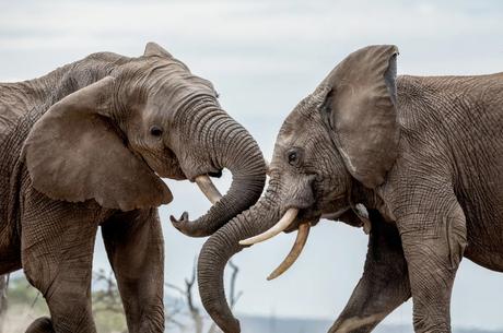 ¿Listos para descubrir y vivir el Mejor Safari de África? 15