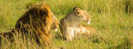 ¿Estás Listo para el Mejor Safari de África? Descubre la Emoción de la Vida Salvaje en un Viaje Inolvidable.