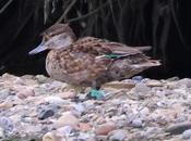 Cerceta común anilla verde