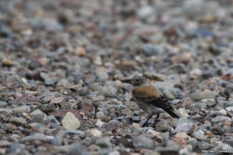 Parque Nacional Perito Moreno (febrero 2022)