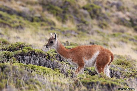 Parque Nacional Perito Moreno (febrero 2022)