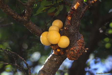 Parque Nacional Perito Moreno (febrero 2022)