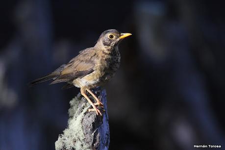 Parque Nacional Perito Moreno (febrero 2022)