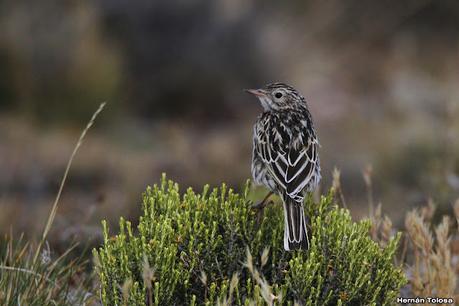 Parque Nacional Perito Moreno (febrero 2022)