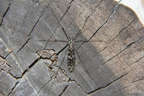 Parque Nacional Perito Moreno (febrero 2022)