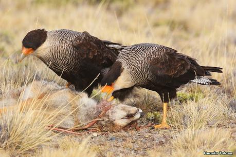 Parque Nacional Perito Moreno (febrero 2022)