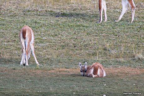 Parque Nacional Perito Moreno (febrero 2022)