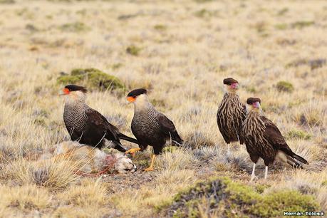 Parque Nacional Perito Moreno (febrero 2022)